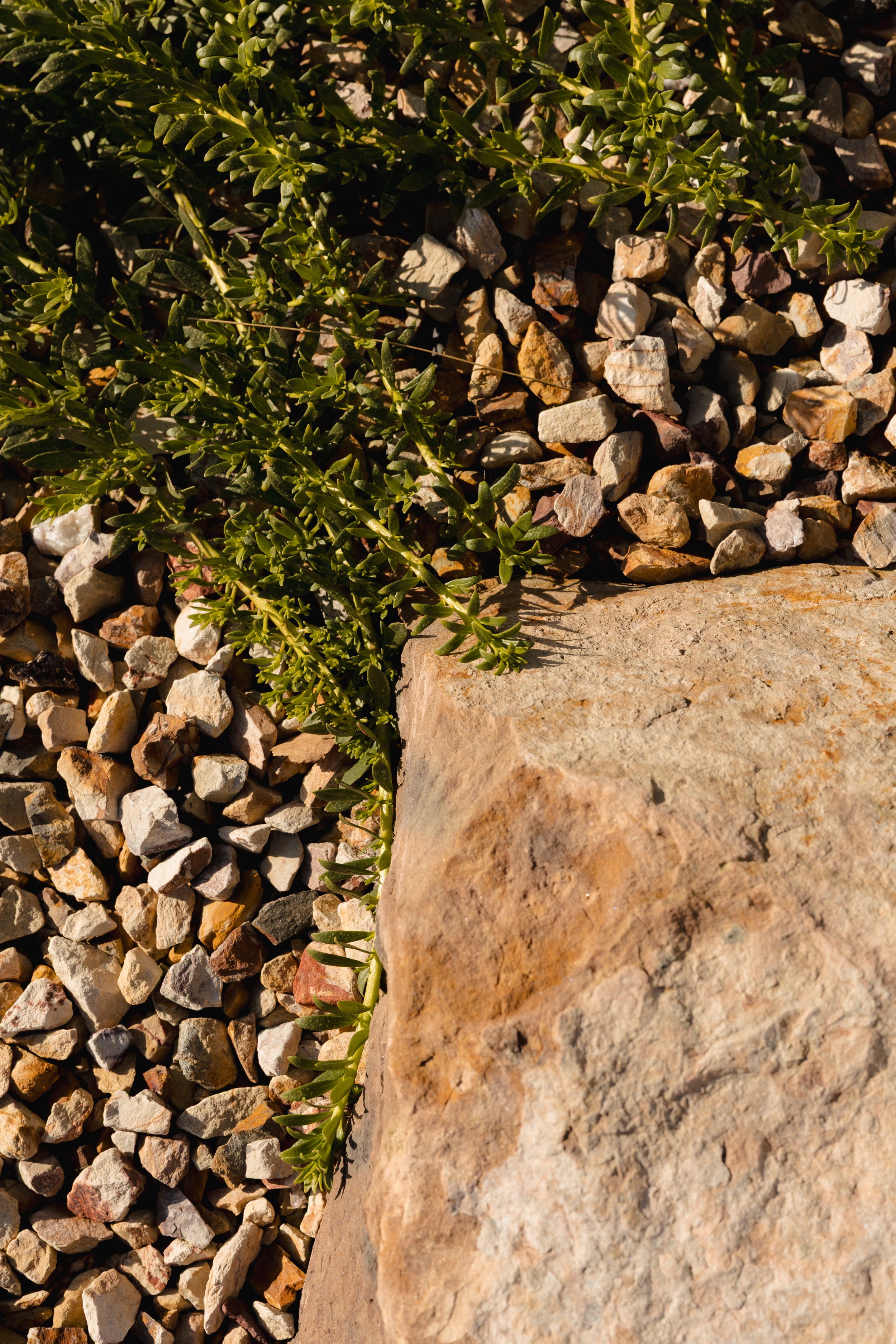 Close-up of a large beige rock with a small green plant growing beside it among multicolored gravel.
