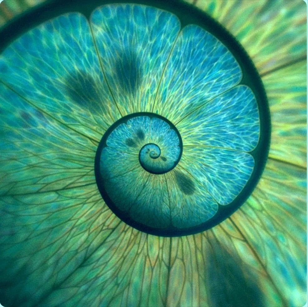 Online: New Moon Women’s Circle - Virgo