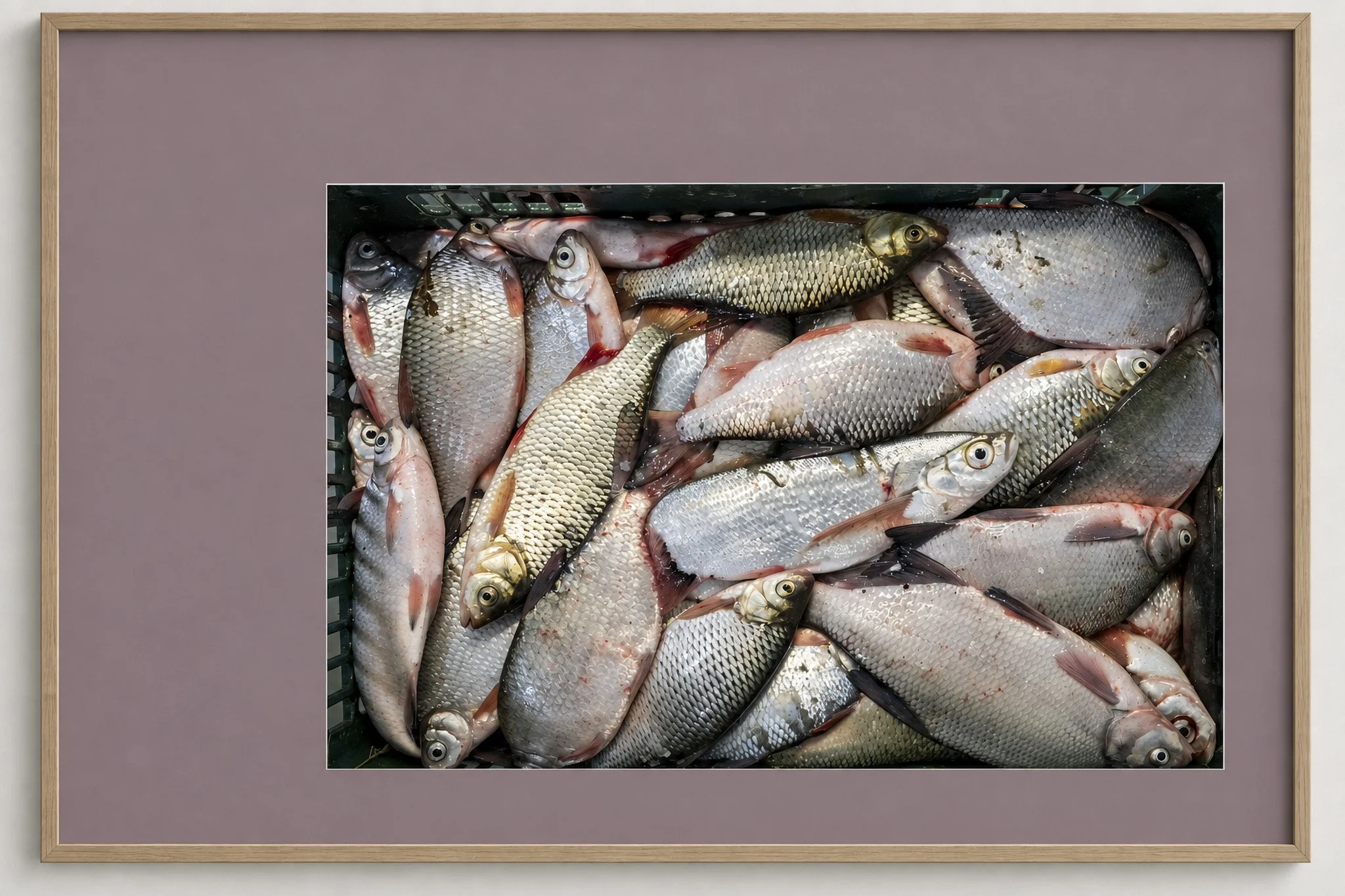  70x50 cm, passepartout, natural wood frame, float glass, Photo Matt Fibre 200g, alpha-cellulose paper (1 piece presented in the Between Earth and Table photo exhibition)    200 Euro    (delivery costs excluded)  