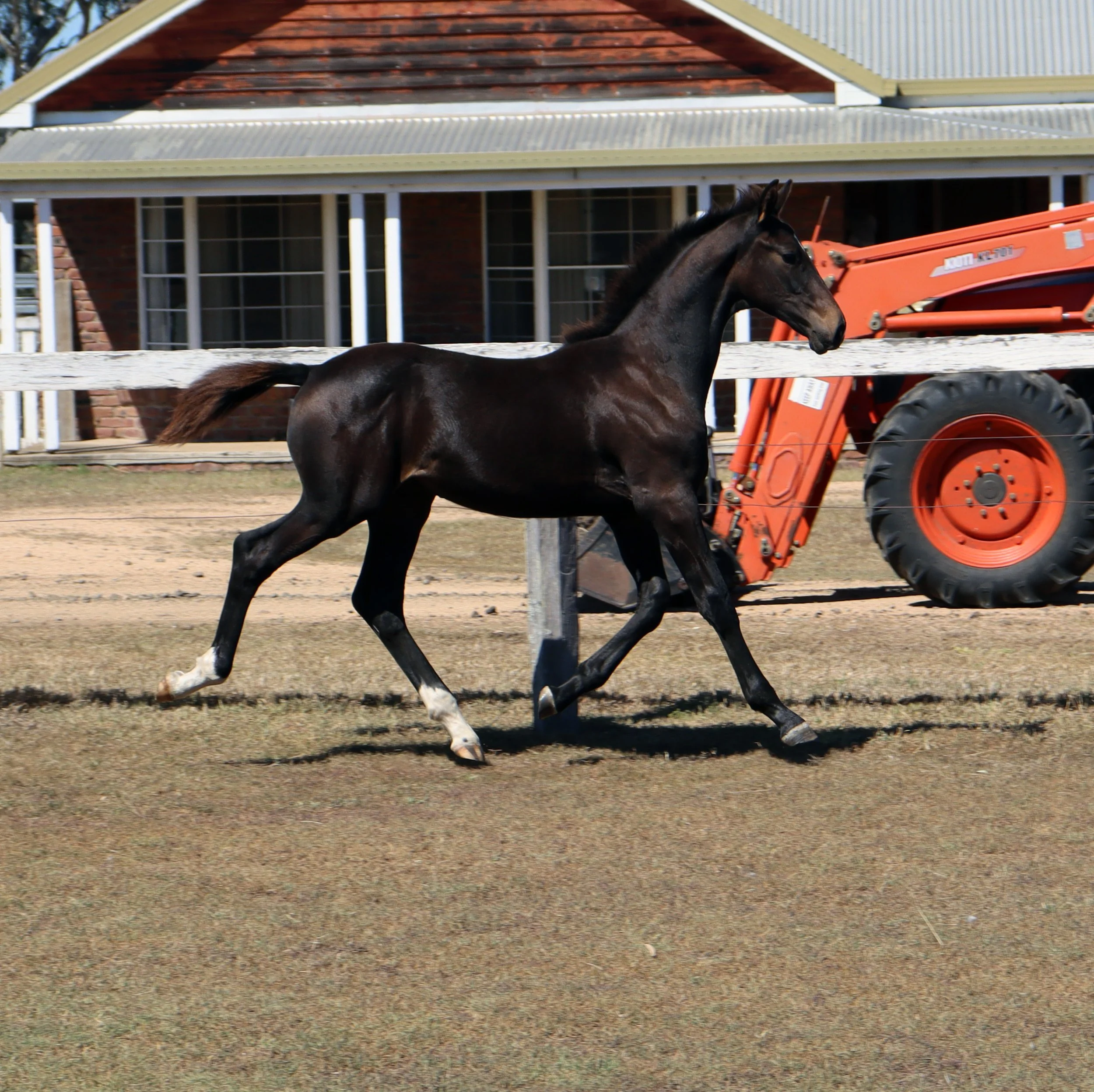 A warmblood foal. An aspiring dressage horse sired by Glamourdale and out of a De Niro mare.