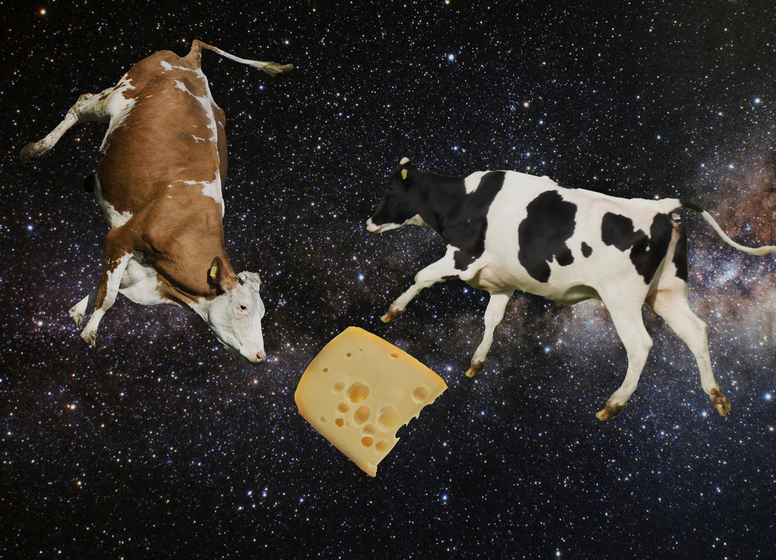 COWSINSPACE.jpg