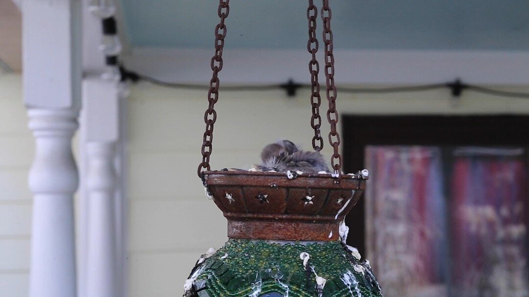 Two house finches made a nest inside Matt's hanging lantern almost as soon as we hung it on our back deck in Charlottesville. Earlier this week, they hatched! 5 chicks are now growing very quickly, getting louder during mealtimes. So much has changed