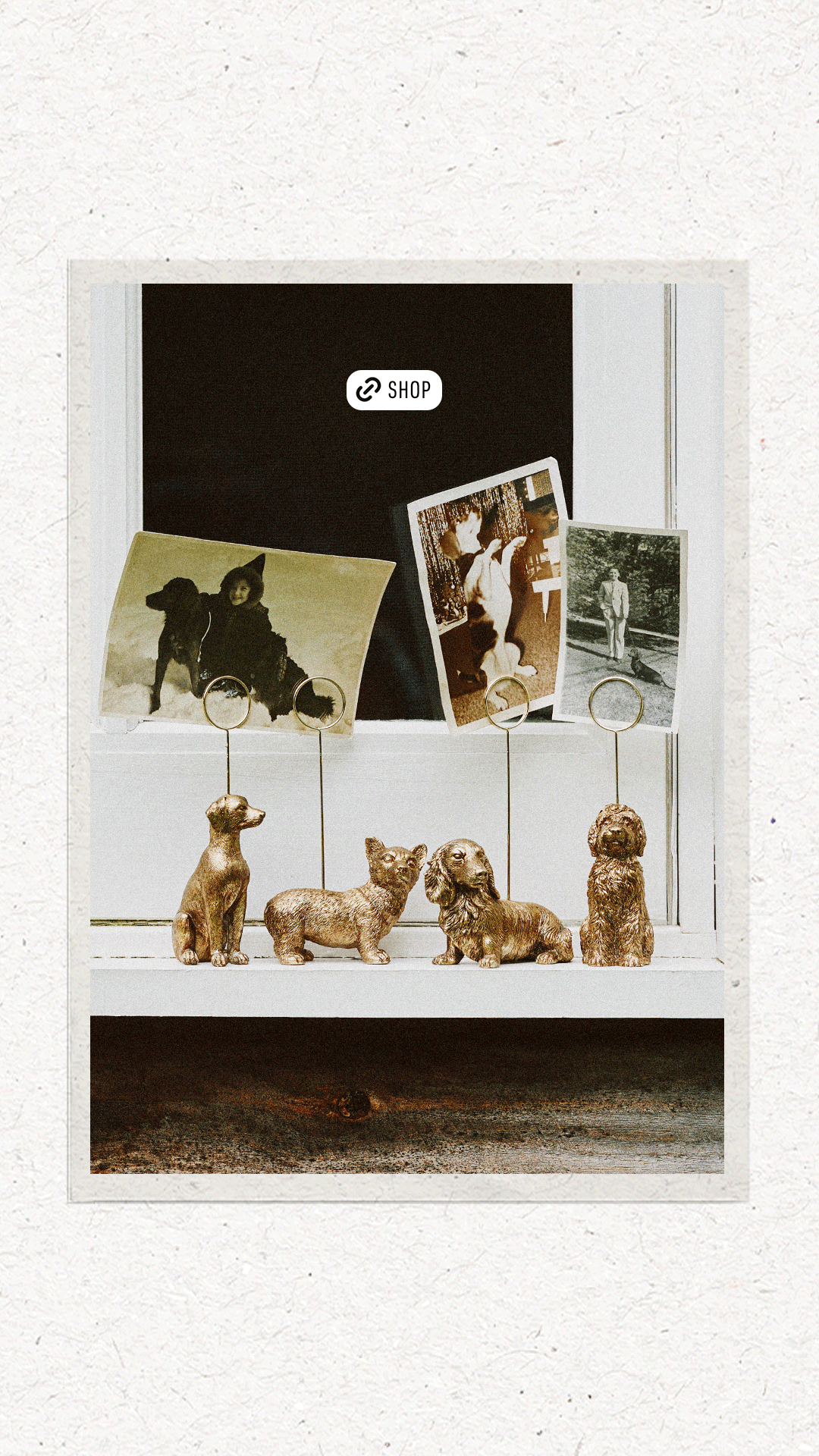 080525_Dogs_IGS_04.gif