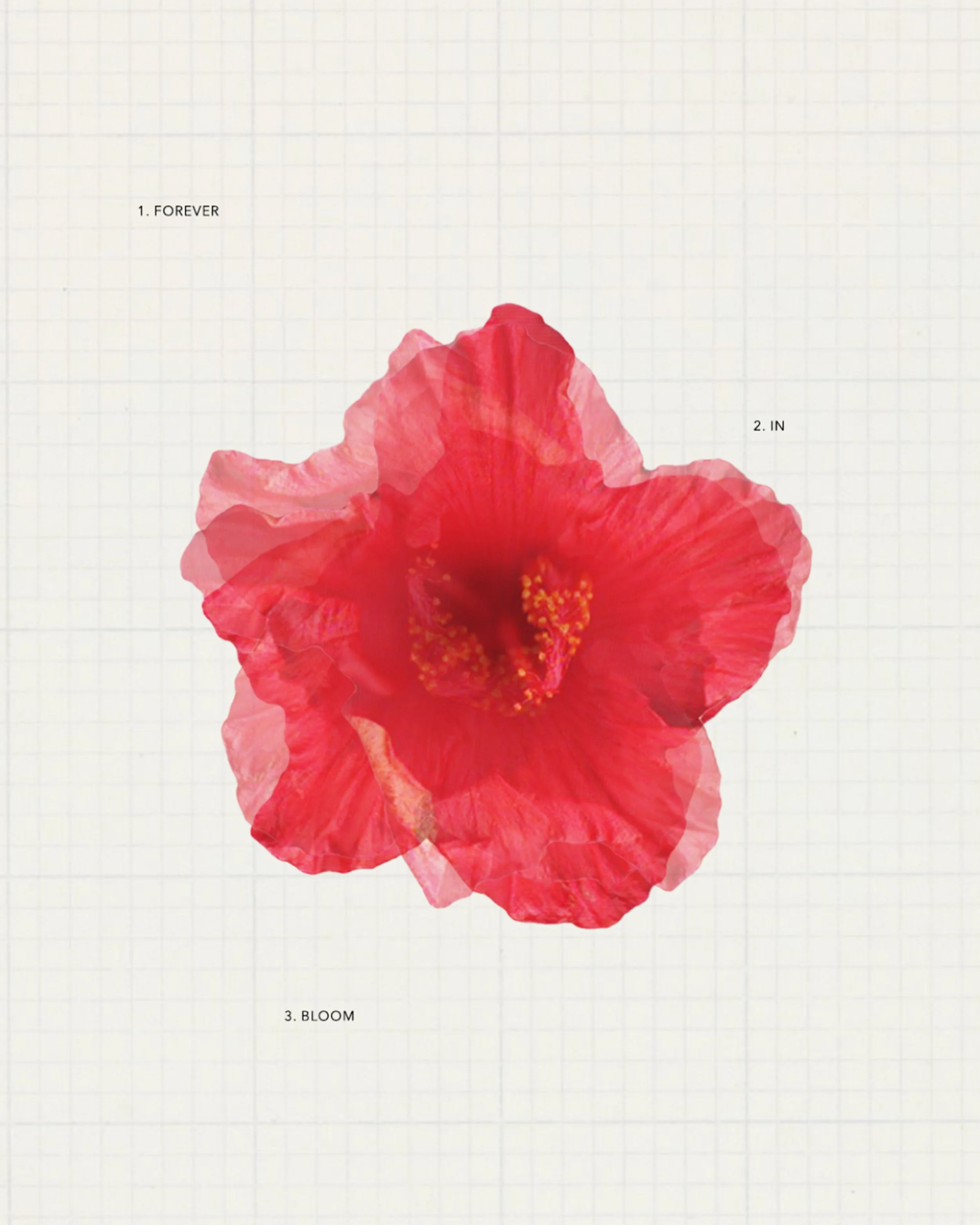 HeadDownFocused_01 5.JPG