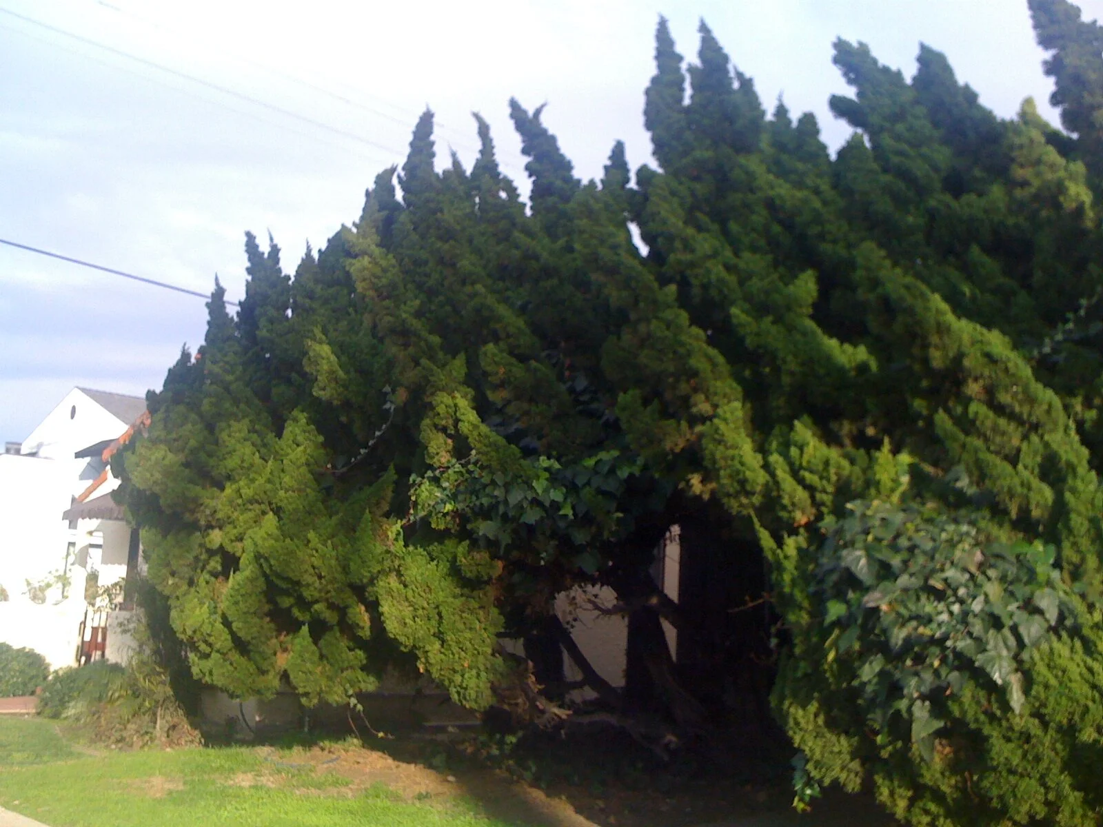 Los Angeles Trees.JPG