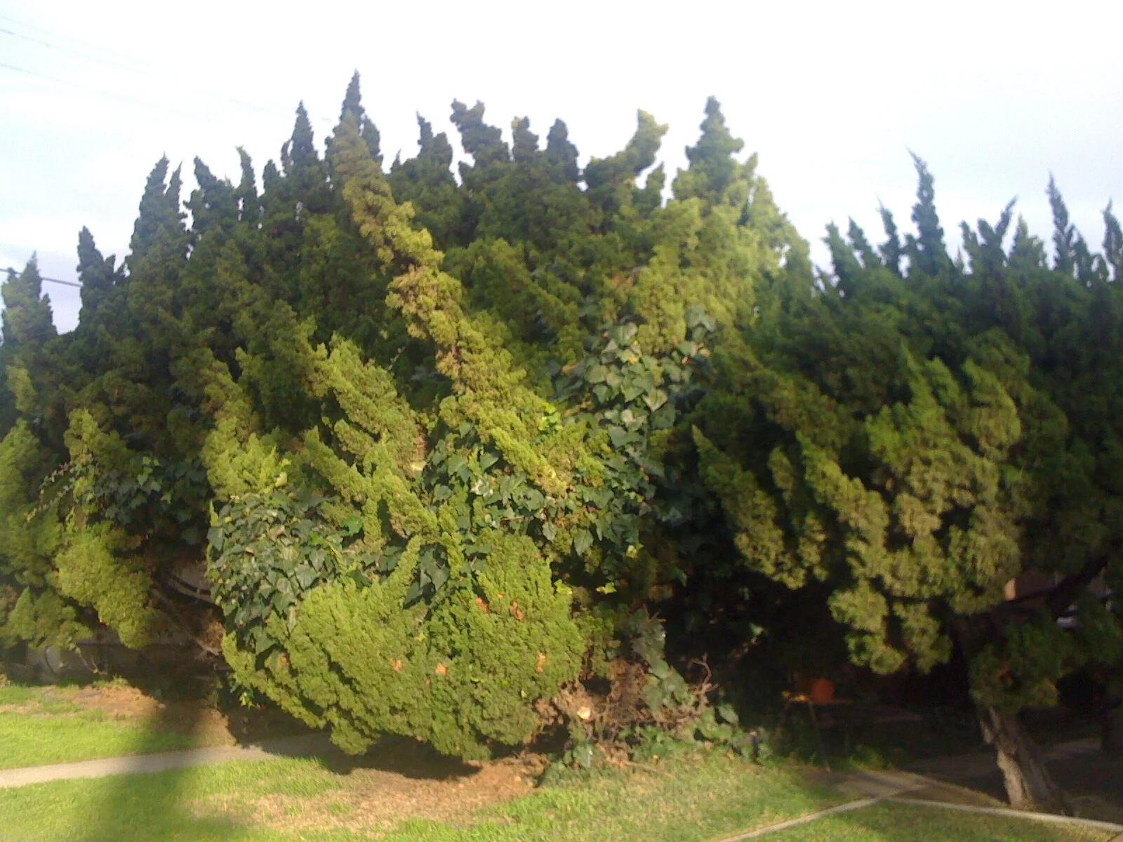 Two Los Angeles Trees.JPG