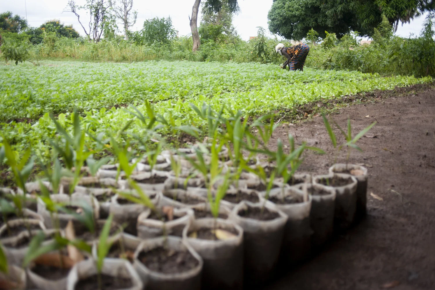 NBFJA Statement: Land Justice is Essential to Food Justice