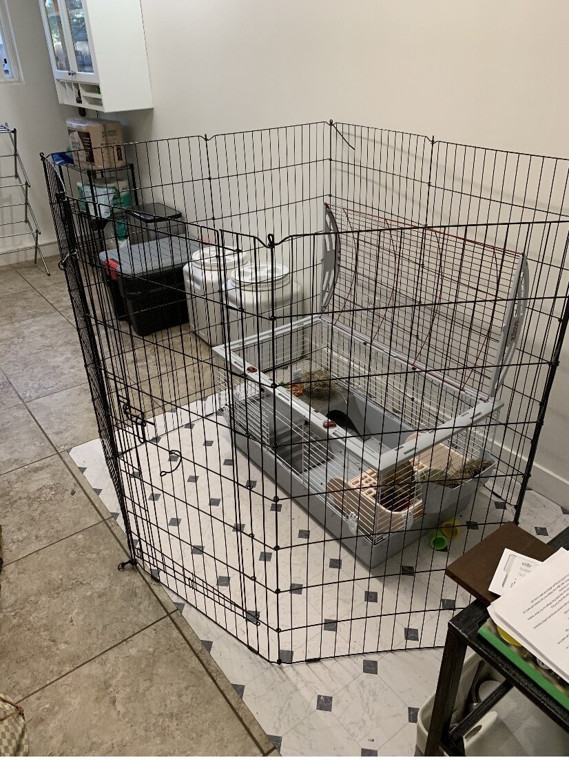 Holland lop cage setup cheap