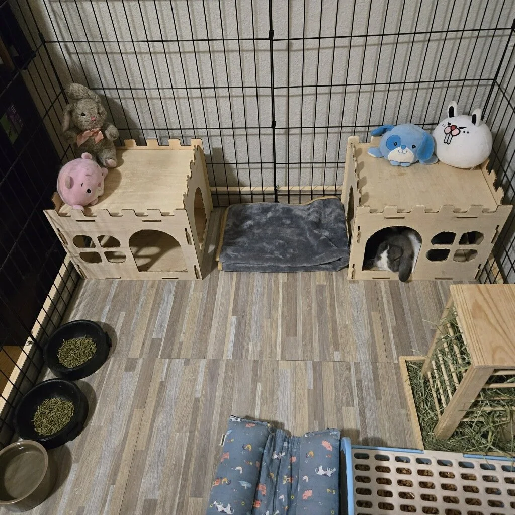 Collapsable Indoor Rabbit Run Indoor Rabbit Run Ideas