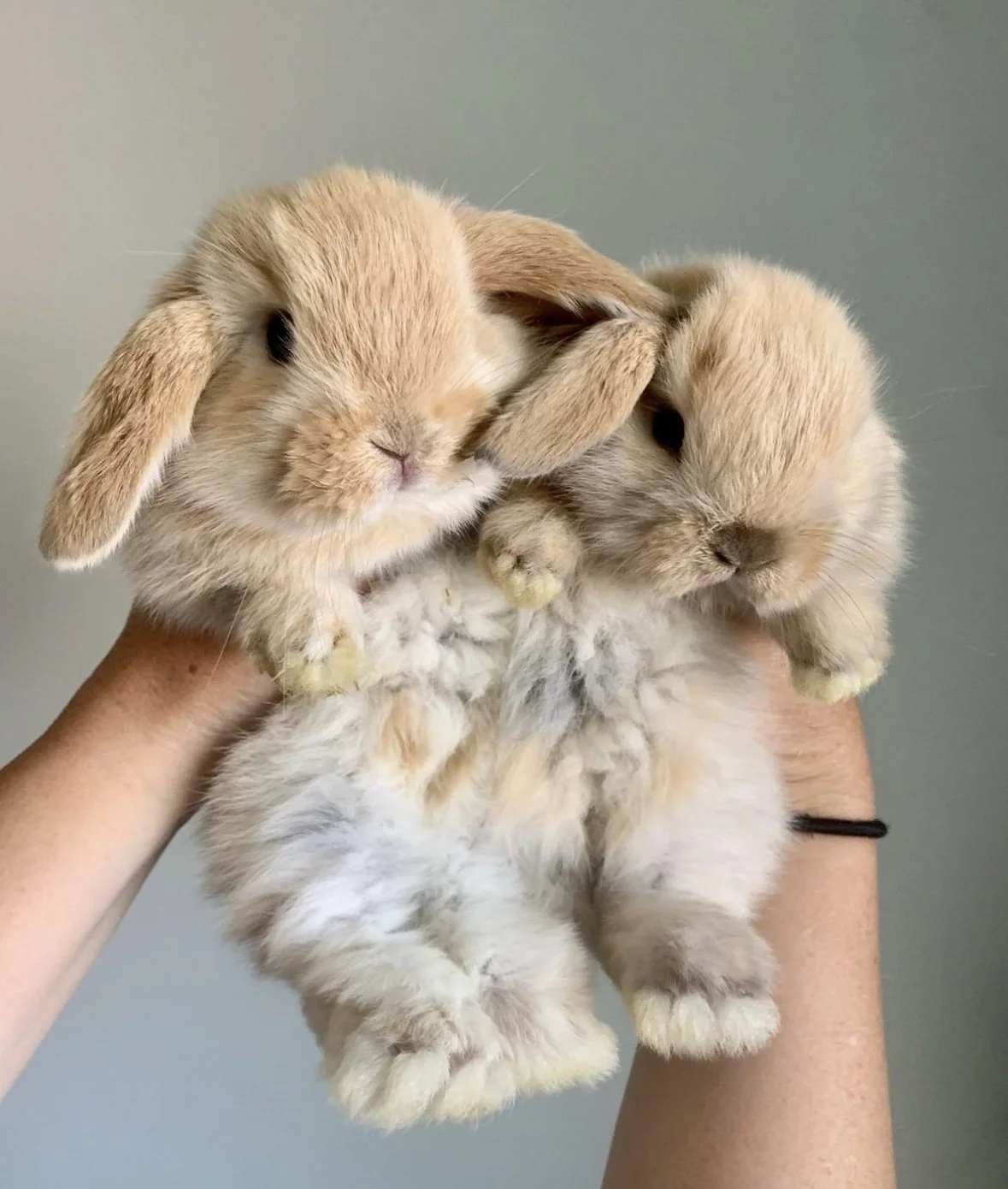 Welcome Letter — Bend Bunny Lops Holland Lops