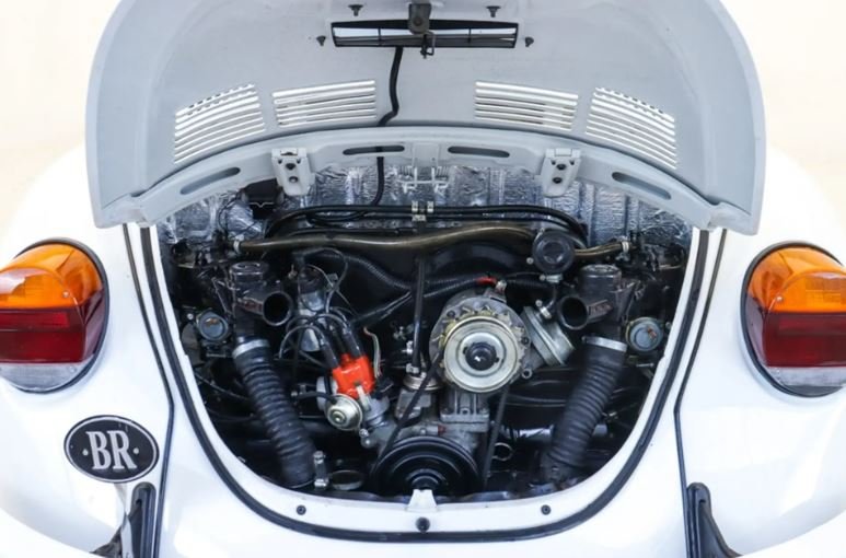 beetle_4.JPG