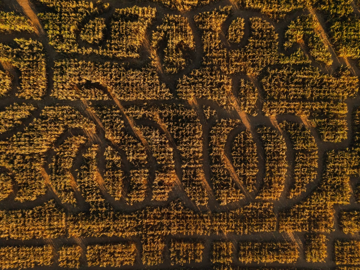 Aerial view of a forest with trees arranged to spell the word 'LOVE' in capital letters.