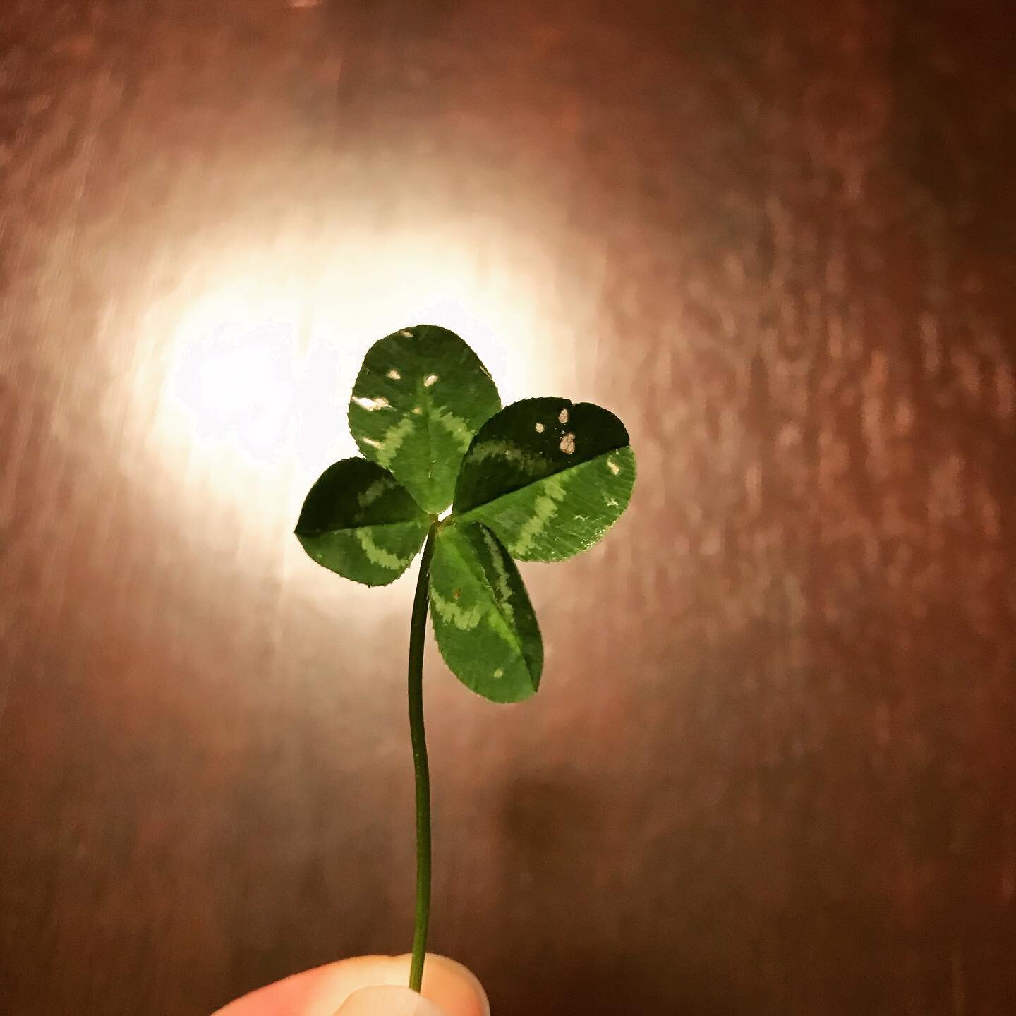 Found a four leaf clover in my backyard yesterday! 🍀 

&hellip;which my toddler promptly threw into the grass and I spent another 5 minutes digging for, but hey that&rsquo;s parenting 🤪

#goodluck #lucky #luckoftheirish #momlife