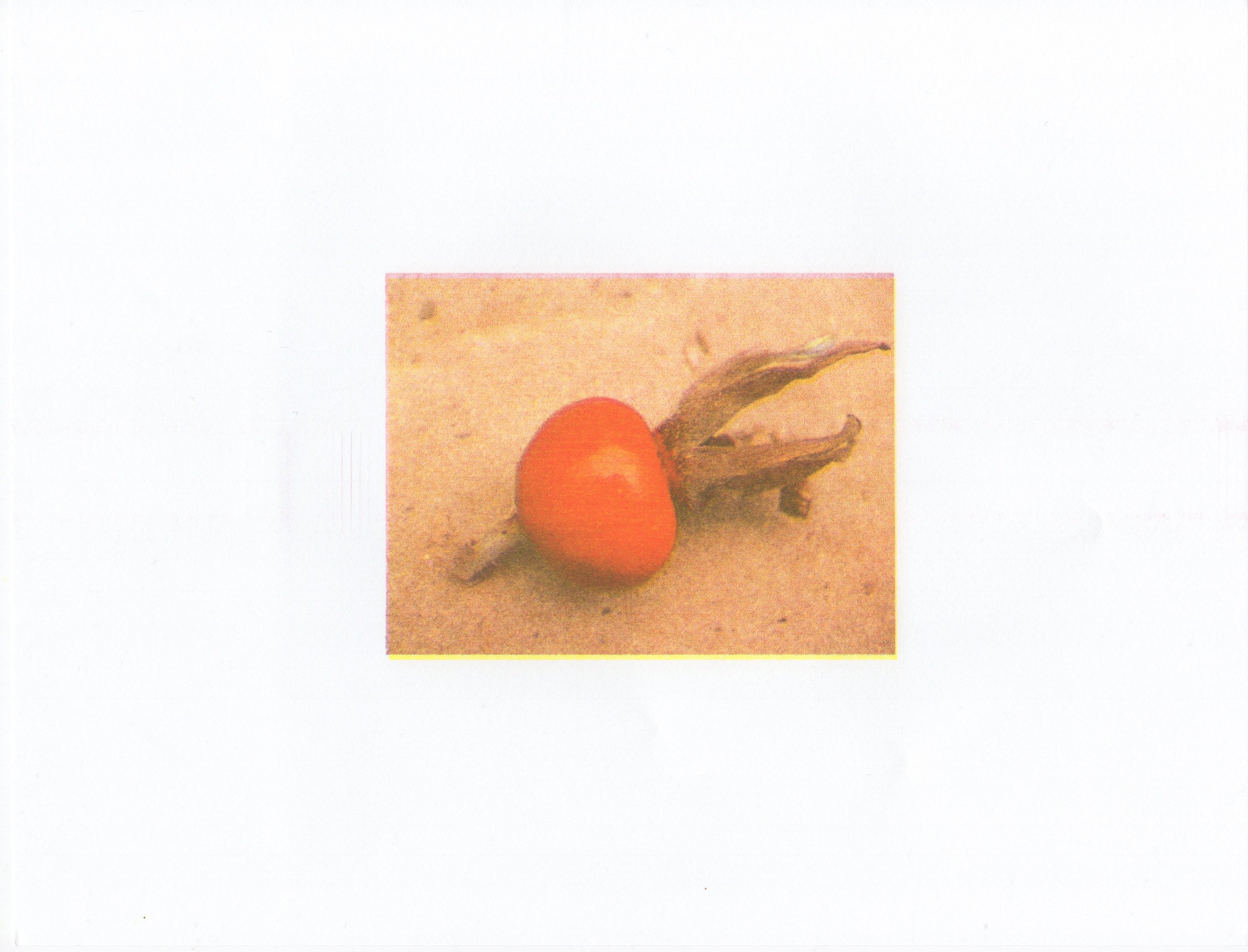 rosehip