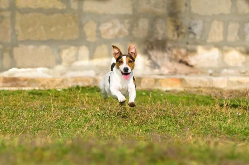 What Does Throw A Dog A Bone Mean