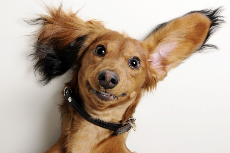 Puppy smiling with big ears