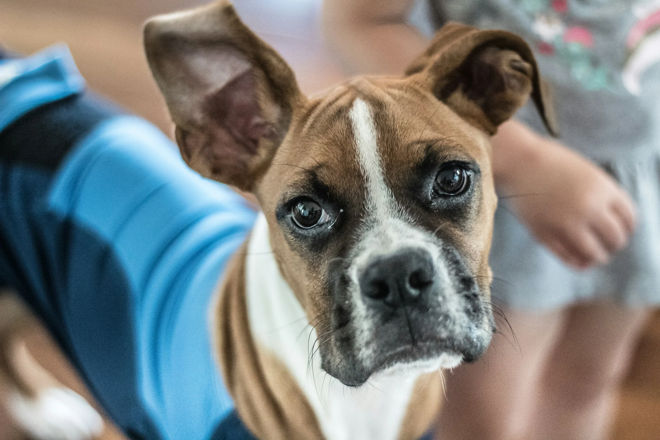 Cute Boxer puppy with blue jacket