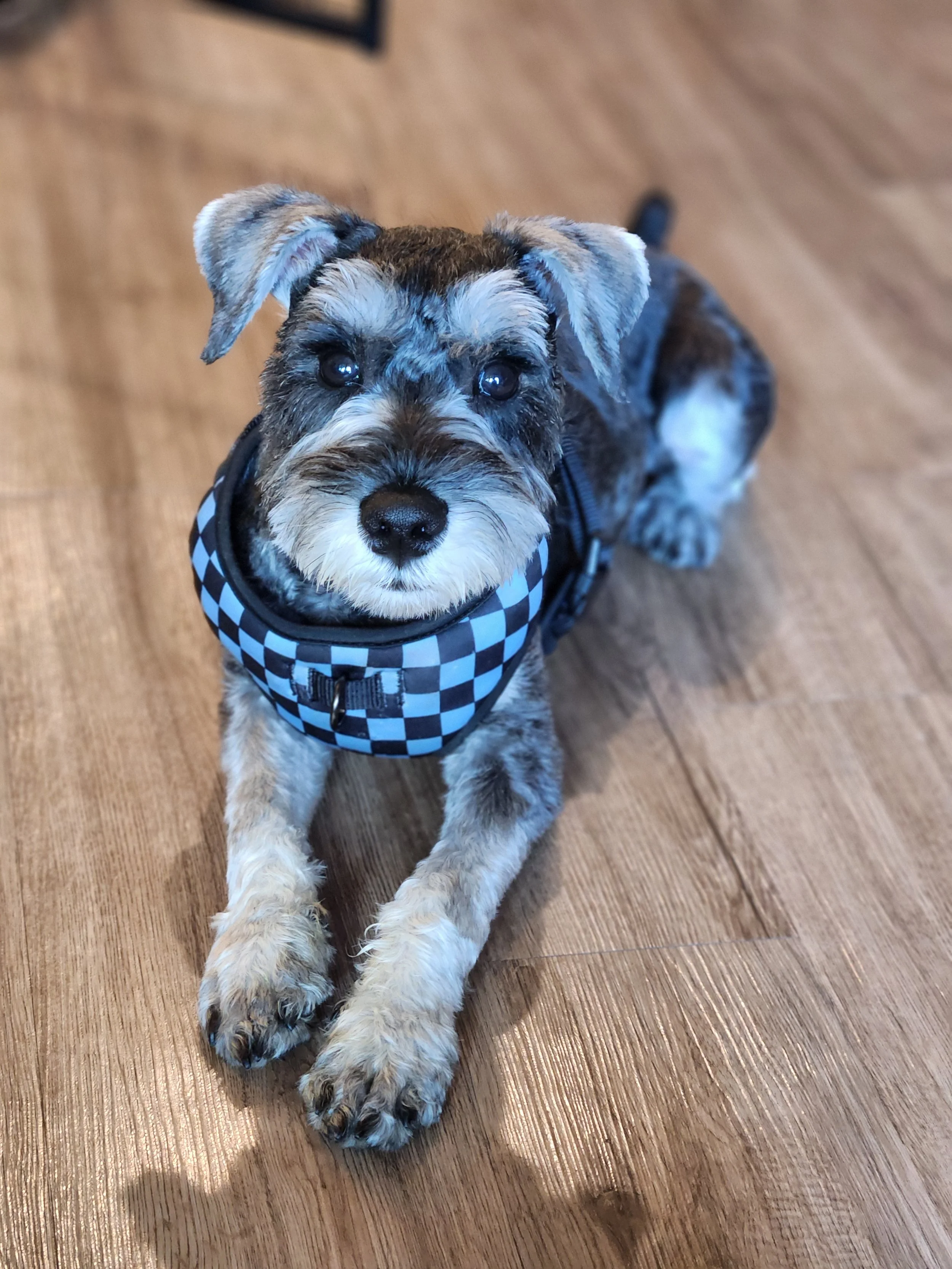 Your Veterinarian Sent You To LOMA.  Here’s Why.