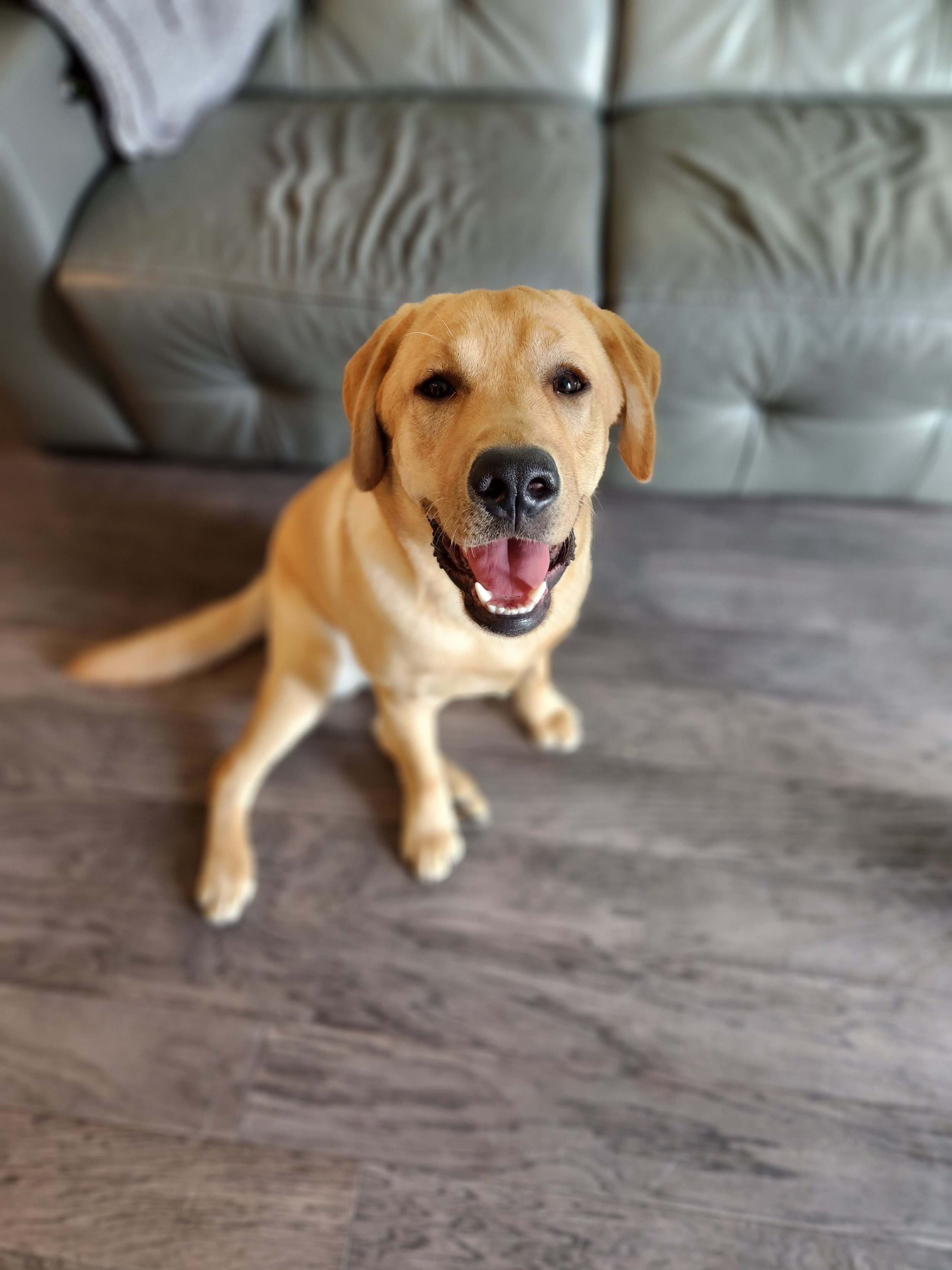 Yellow lab puppy sitting near grey couch