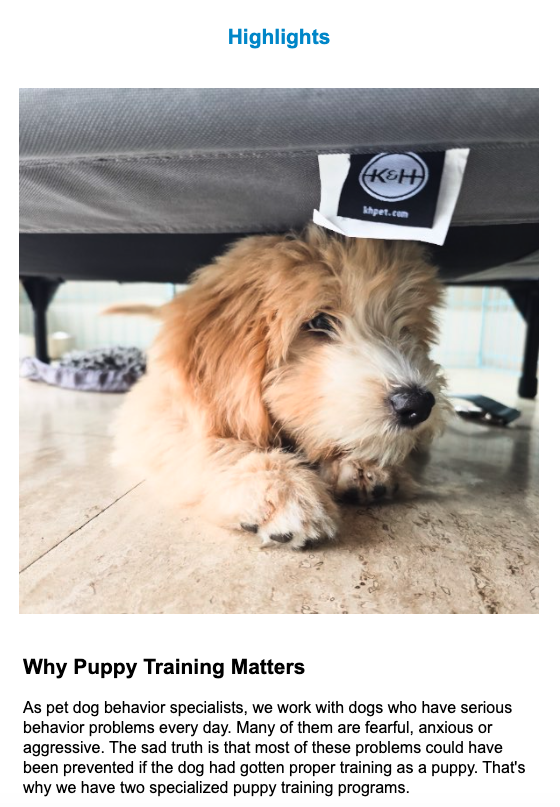 Newsletter article why puppy training matters