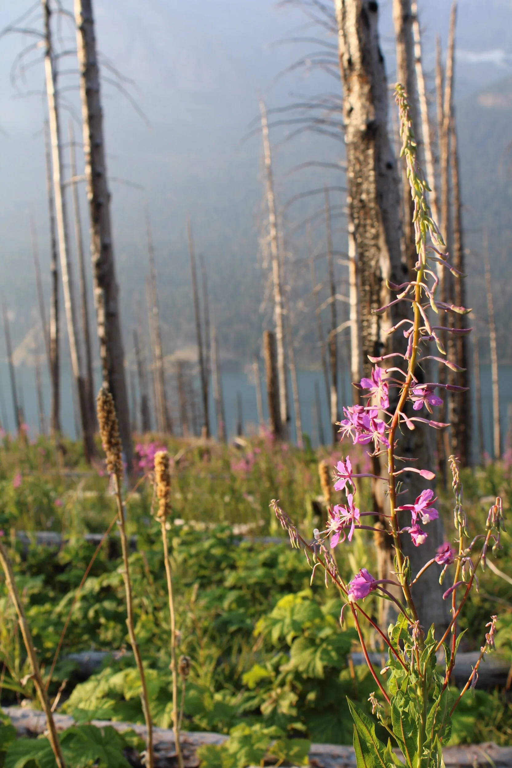 The beauty of restoration