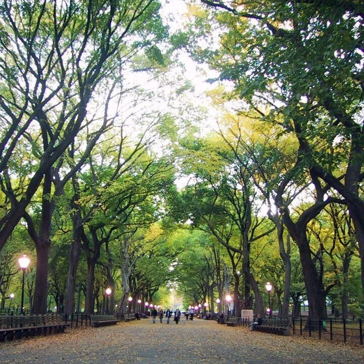 Albert's Fine Jewelry Inc.