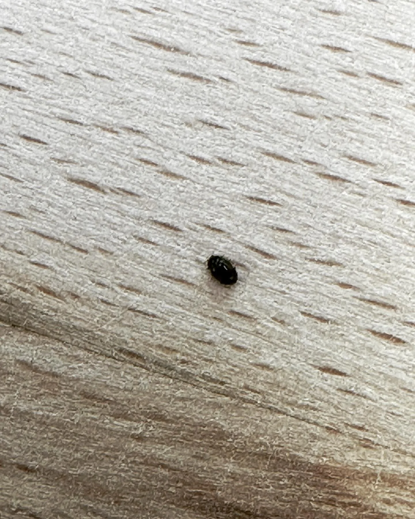 Guess kiln didn’t cook this guy still alive and moving lol