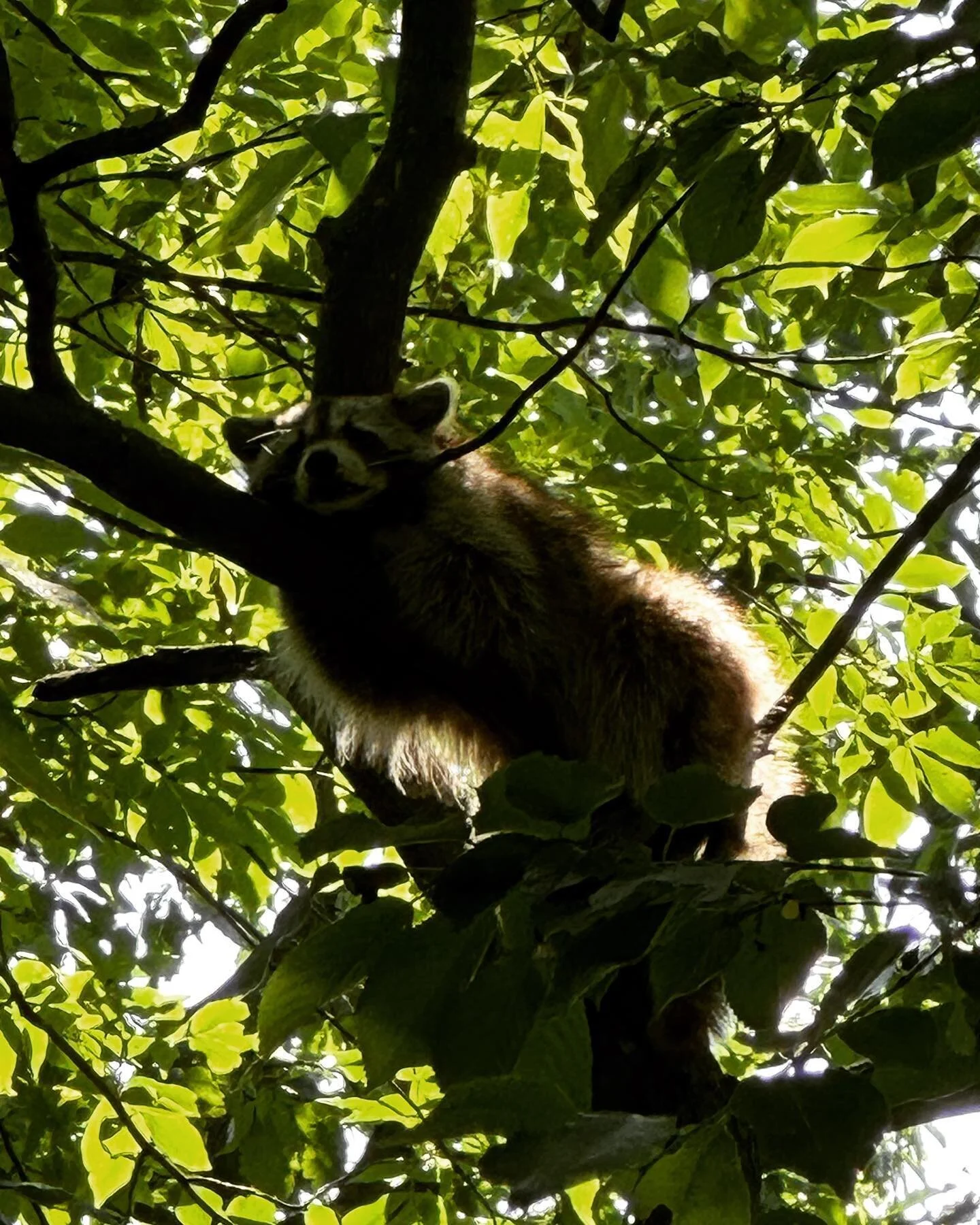 Dusty treed another raccoon today