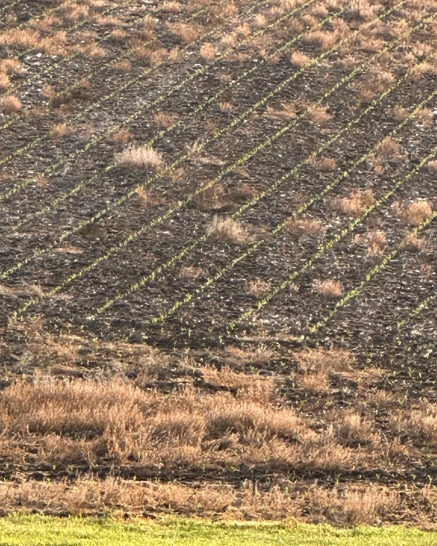 A little rain and watch it grow