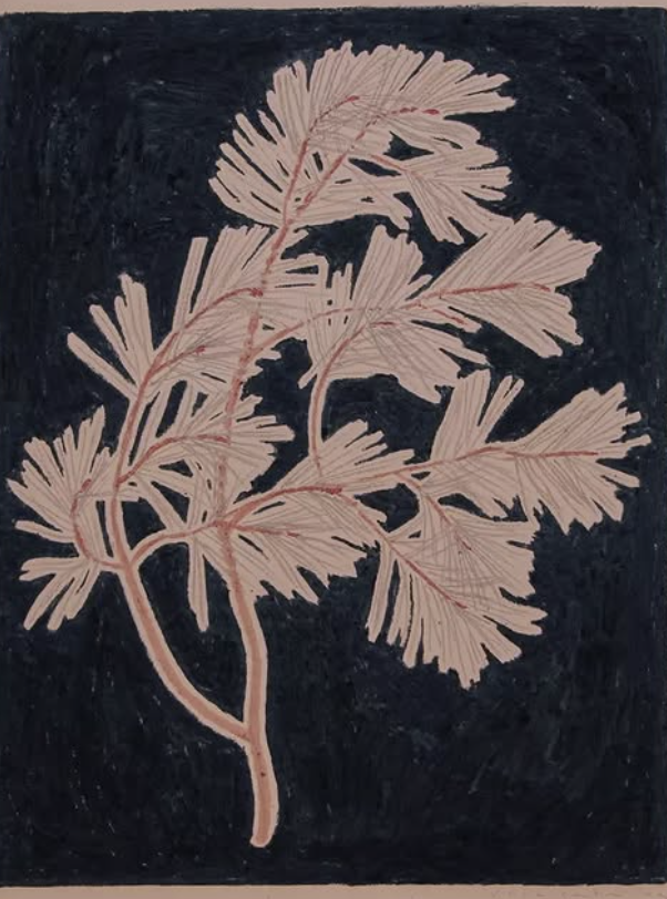 Aleppo Pine Undergrowth series.png