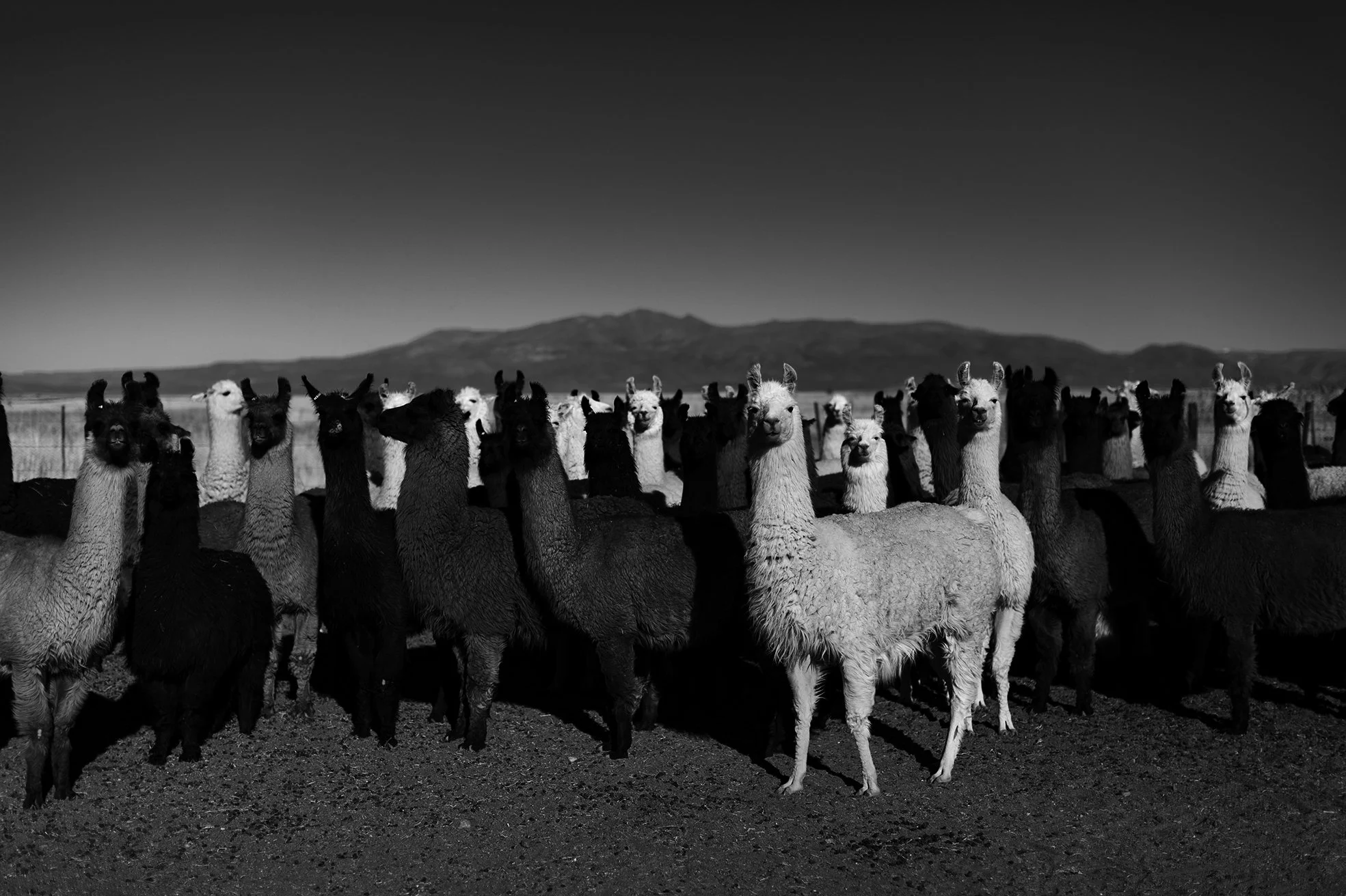 Áurea Fibras Nativas - ARGENTINA