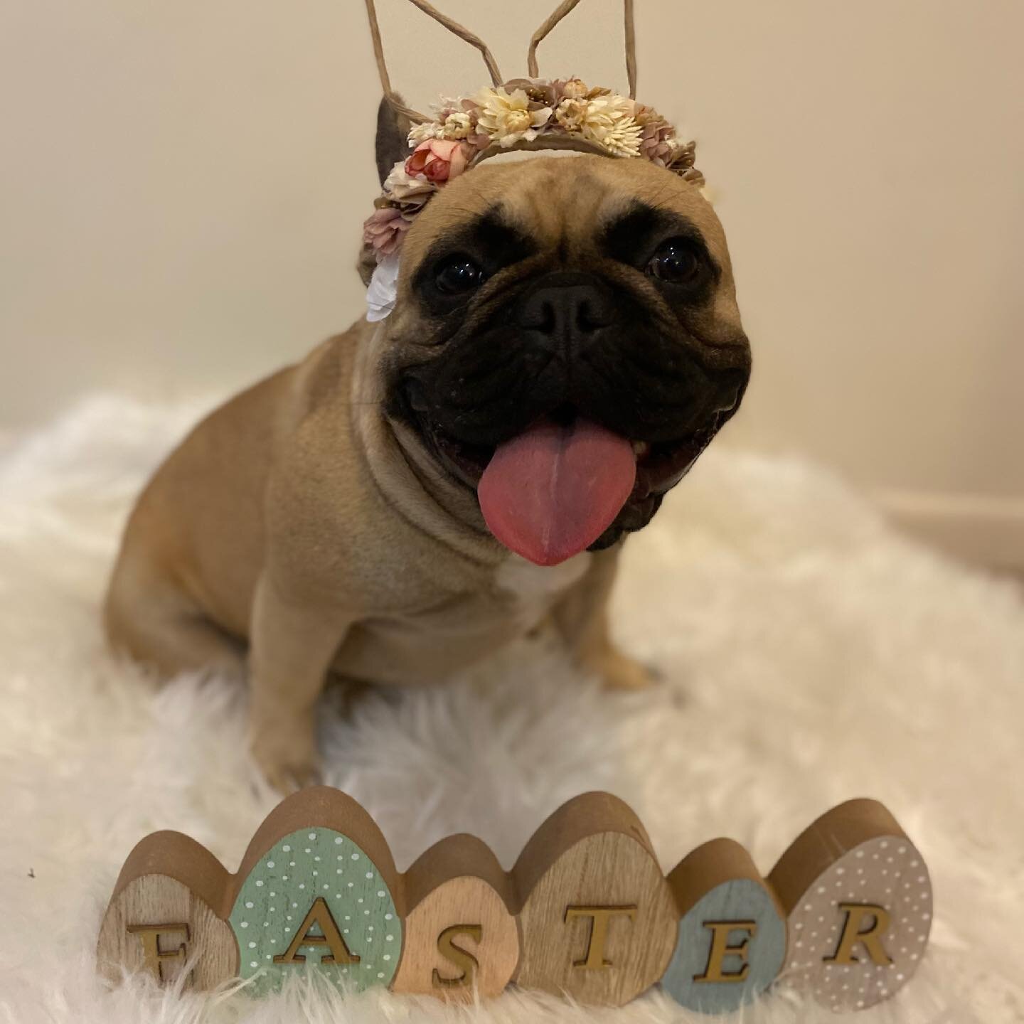 Happy Easter 🐣 From Highlander French Bulldogs 
.
.
.
.
.
.

#highlanderfrenchbulldogs #frenchie #fawn #fawnfrenchies #dogoftheday #frenchiesofinstgram
#frenchiesquad #anckfrenchbulldog 
#frenchbulldogbreeder #purebred
#frenchiepuppy #puppylove 
#pu