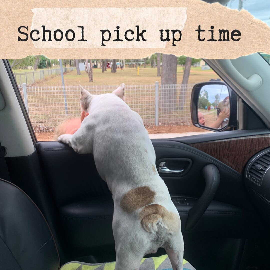 Cant wait till she gets home.. he has to come get her himself..😍
.
.
.

#highlanderfrenchbulldogs #frenchie #fawn #fawnfrenchies #dogoftheday #frenchiesofinstgram
#frenchiesquad #anckfrenchbulldog 
#frenchbulldogbreeder #purebred
#frenchiepuppy #pup