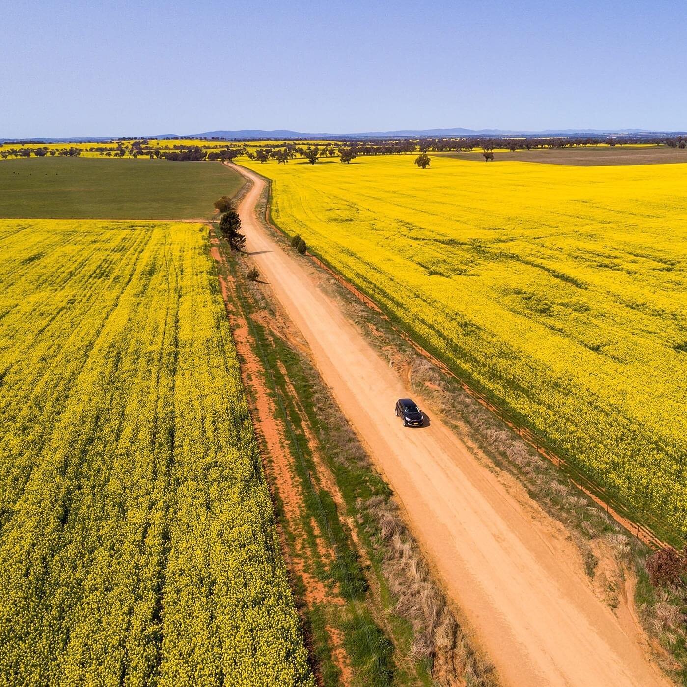 With Spring fast approaching, now is the time to start planning your upcoming Canola Trail road trip. 🚗☀️ 

We&rsquo;ve noticed plenty of canola paddocks already. Driving the trail you&rsquo;ll see patchwork golden and green in every direction. 

🌼