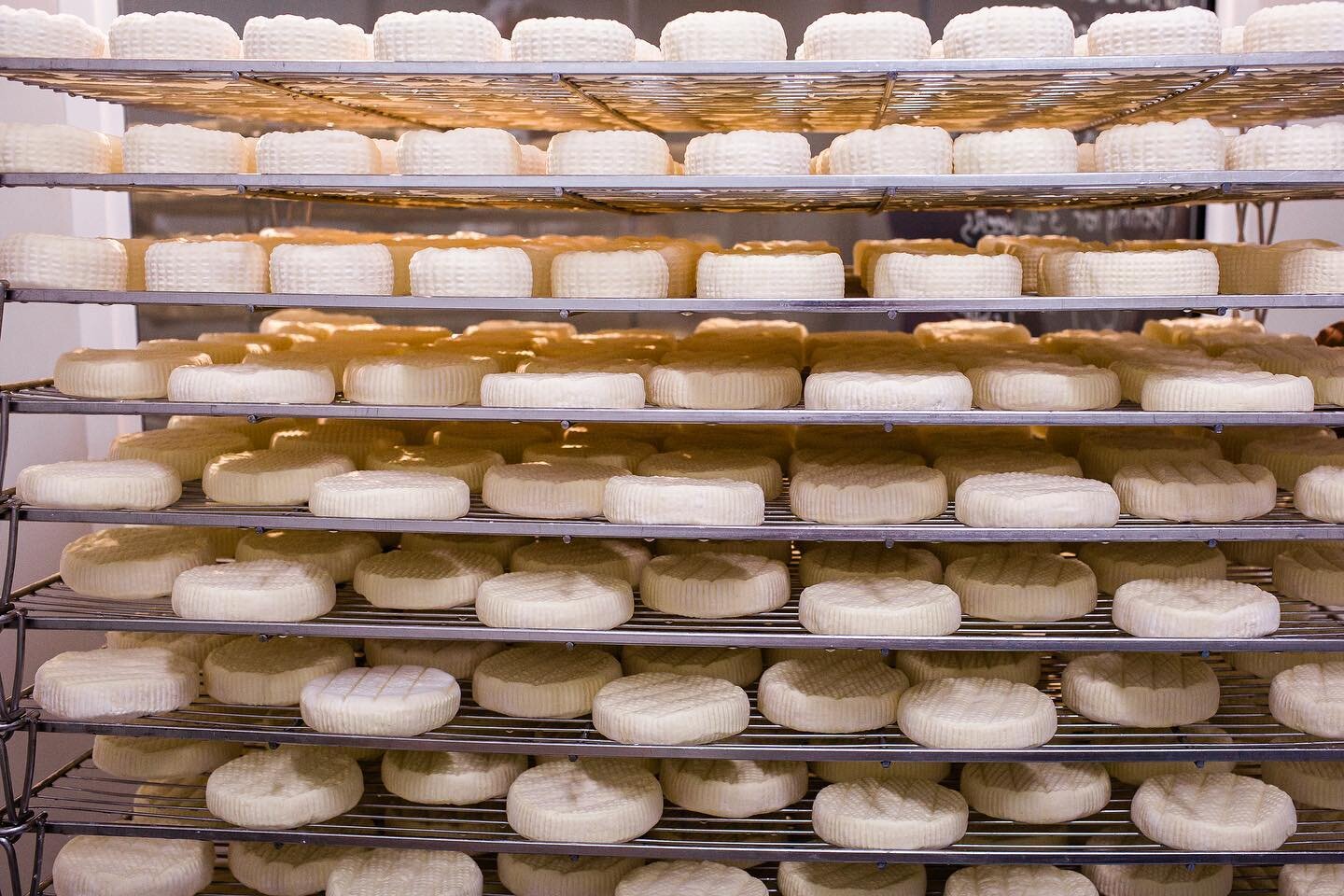 Cheesy goodness. These little guys are almost ready for packaging and hitting the shelves at @coolamoncheese. 

You can watch cheese being made through the viewing windows in the factory. 👀🧀

#canolatrail #coolamoncheese #cheesefactory #visitriveri