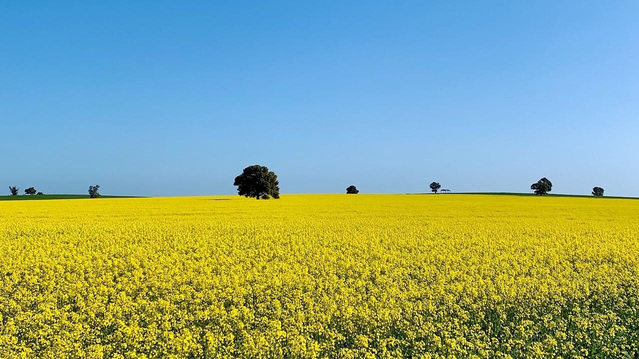 Our favourite time of year has arrived! 🌼 
As you drive between the shires of @youmeandjunee, @visittemora and @visitcoolamonshire you&rsquo;ll find bold patches of golden yellow fields. The perfect reason for a weekend road trip. 

🌼 Flowering - N