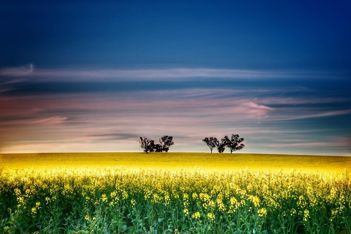 We are very excited to share that from 7am tomorrow morning Channel 7's Weekend Sunrise will be launching the years Canola flowering season and new experience to the trail, hot air ballooning with Goldrush ballooning. 

Catch us on your Saturday morn