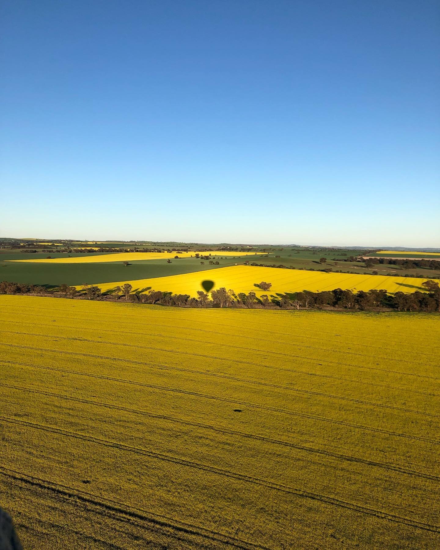 What a beautiful way to start your morning!! All of September you can book hot air balloon flights over the canola fields - magic! ✨🙌 

Did you catch us on Weekend @sunriseon7 this morning with @james_tobin? 

💛🌼 Now is the perfect time to visit. 