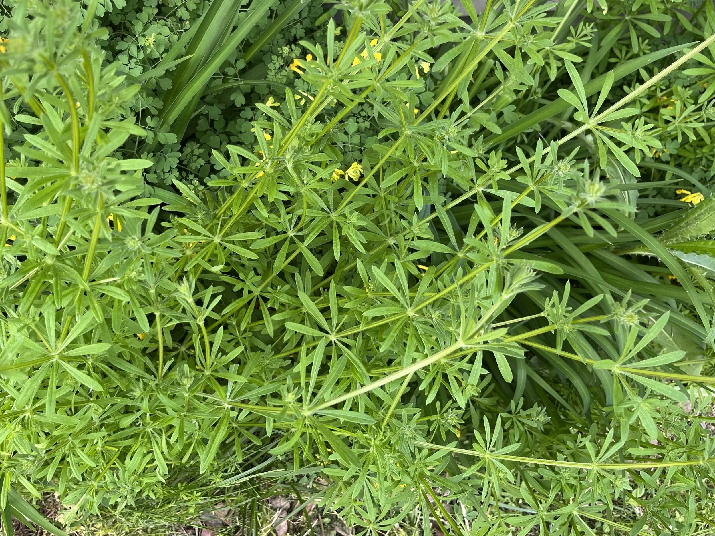Using Cleavers the Herb To Clean Up Your Lymph — Indigo Forest