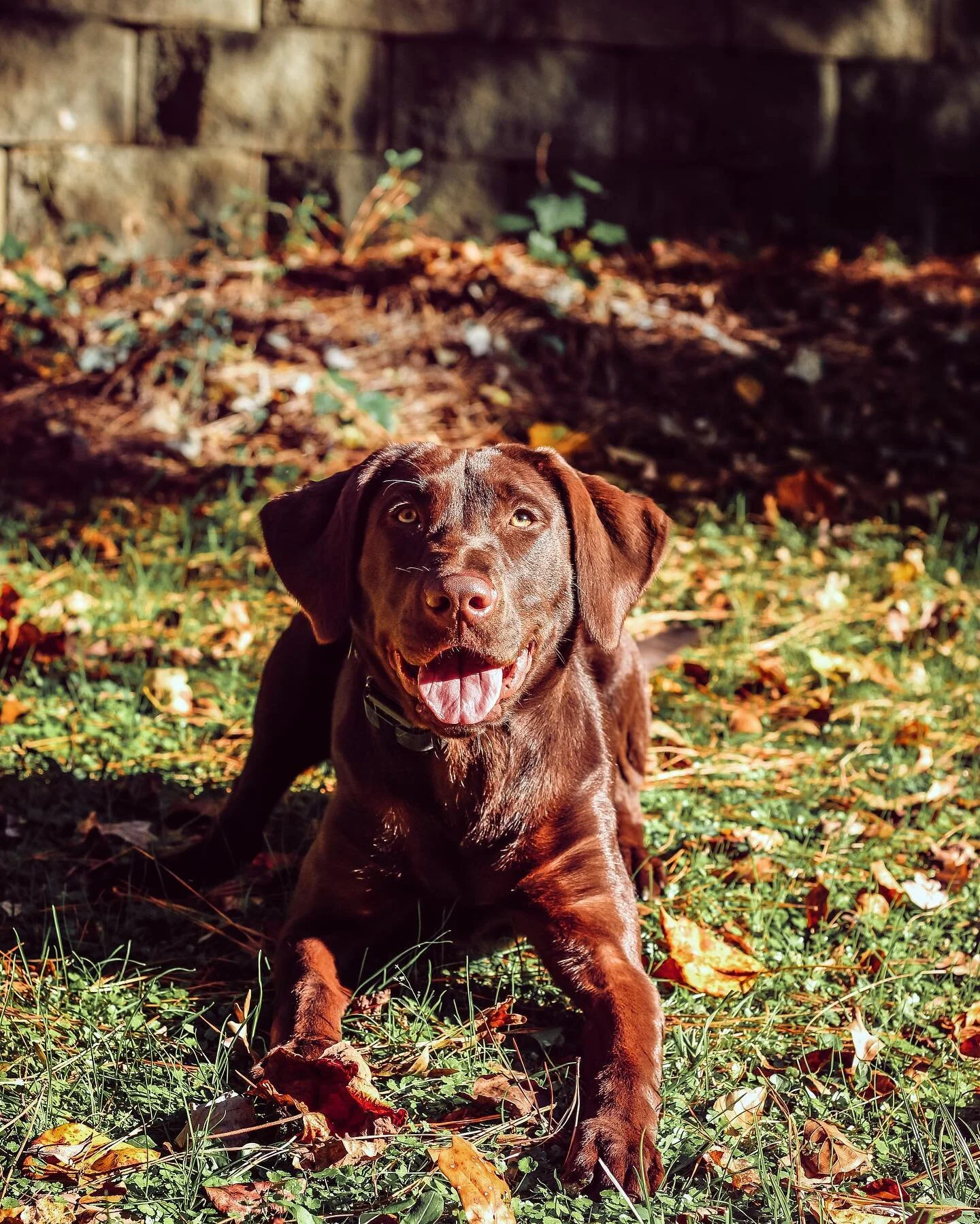 Training isn&rsquo;t fancy, it&rsquo;s about perfecting the basics over and over and over again. Keep it simple. 

#dogsofinstagram #dogsofinstagram #dogtrainingschool #dogs #training #labradorretriever #browndogs #puppiesofinstagram #getoutside #pla