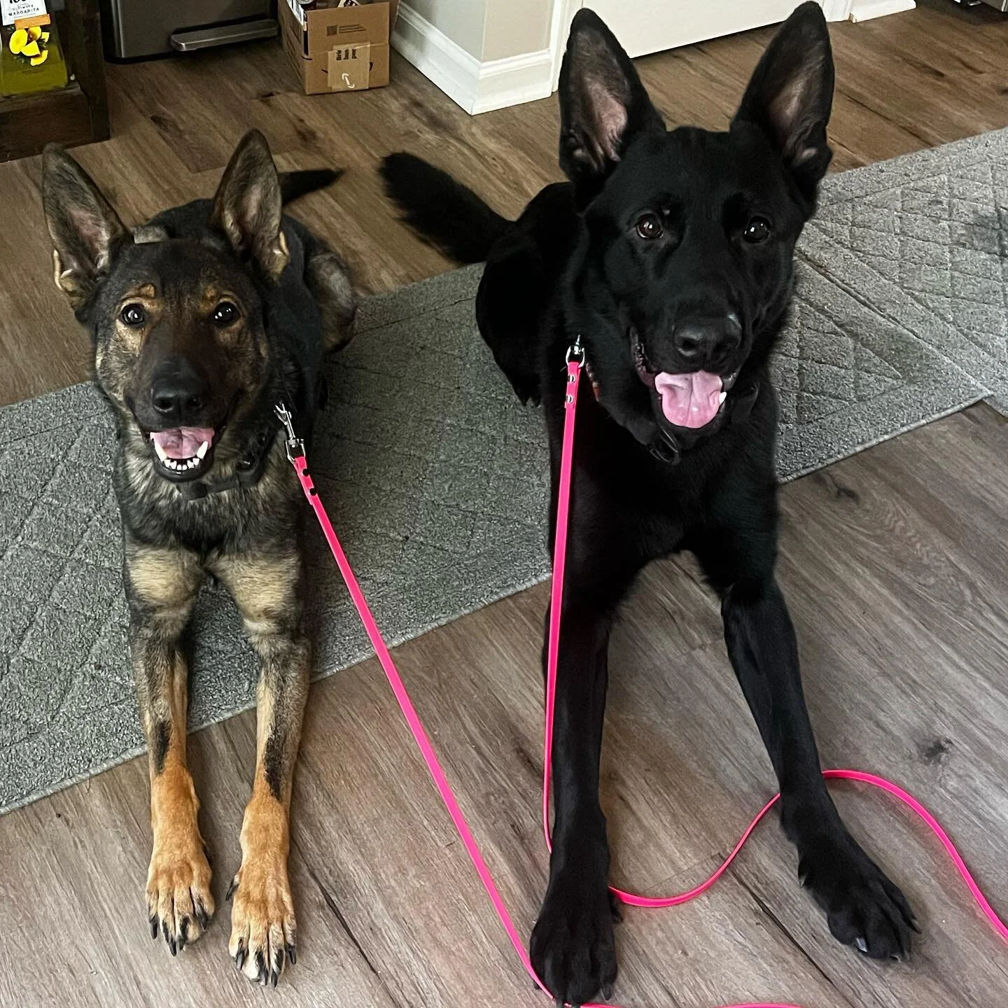 What a beautiful world it would be if humans had hearts like dogs.