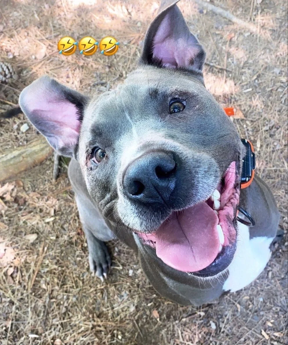 &ldquo;My little dog&mdash;&mdash;
 a heartbeat at my feet.&rdquo; #missyousmokie #loveyourdog #capturethemoment #happiness #buildtherelationship