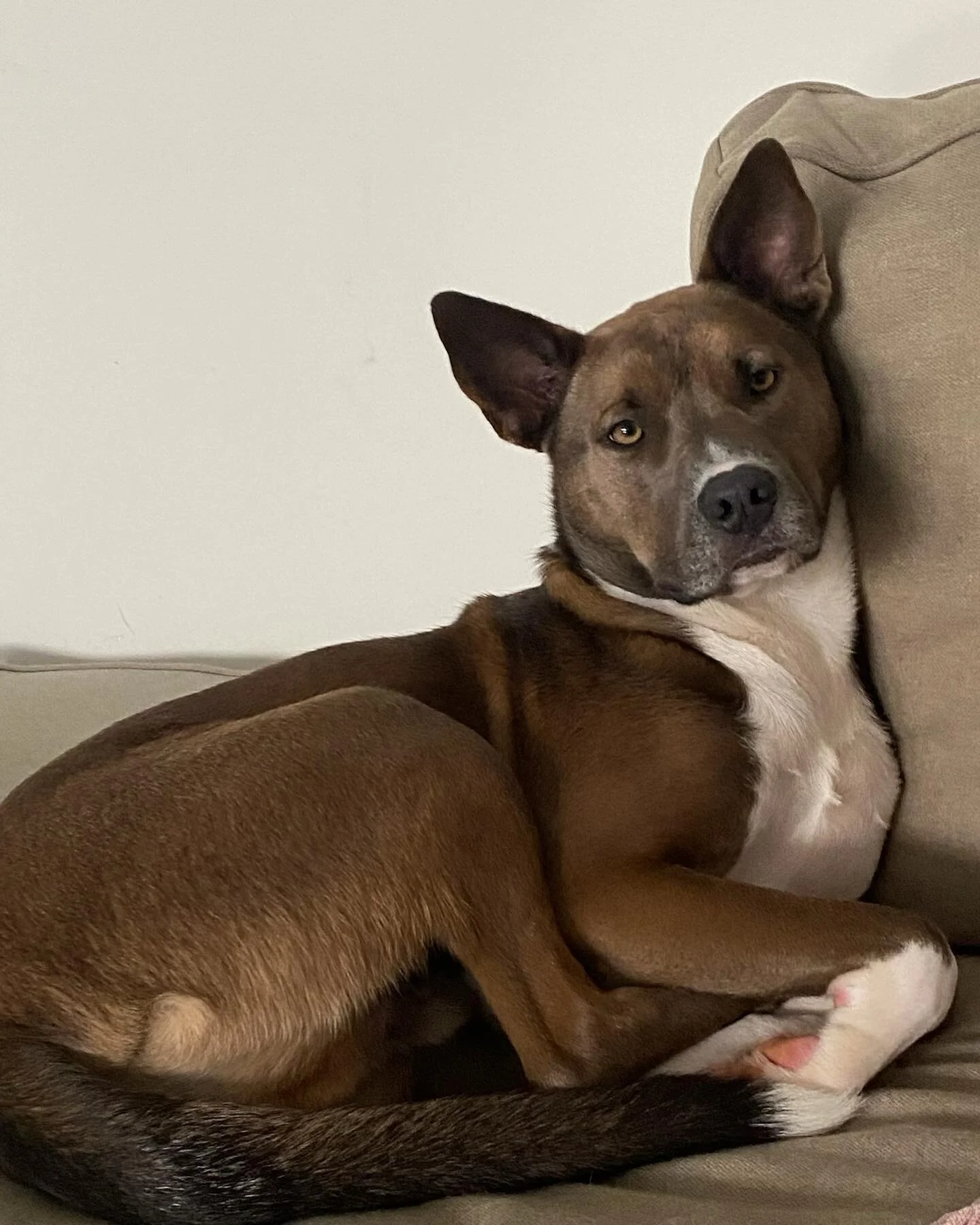 Here are some of the pups who will be joining us for the month of April. Some boarding and freshening up their skills and others learning the ropes for the first time! I love my job! 😍😍😍

#humantraining101 #forthedogs #dogtrainer #leashandleadk9s