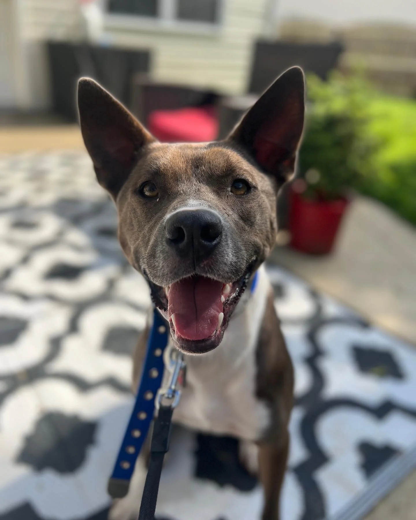 Welcome Banks, 2 year old Husky/Bully mix here with us for the next 21 days! Can&rsquo;t wait to grow together bud. 🐾