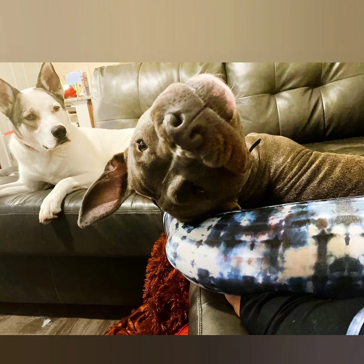 I miss you SO much my heart hurts. You are in my dreams often piglet. I hope you love doggy heaven and are eating all the treats. Mommy loves you. 🥺&hearts;️