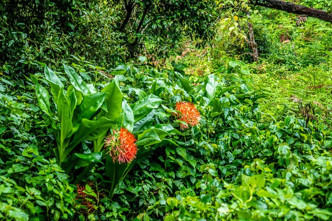 WS Mt Kilimanjaro 26-6706.jpg