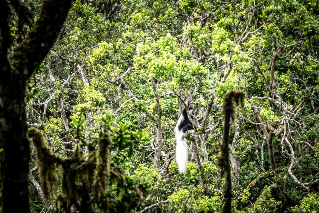 WS Mt Kilimanjaro 26-6725.jpg