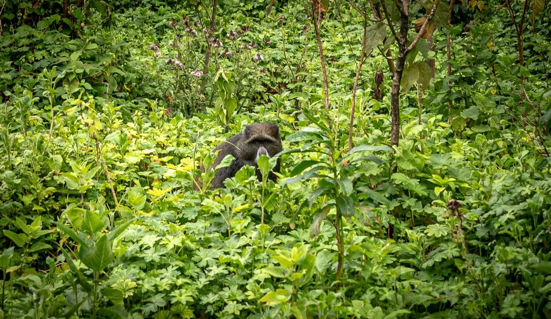 WS Mt Kilimanjaro 26-6745.jpg