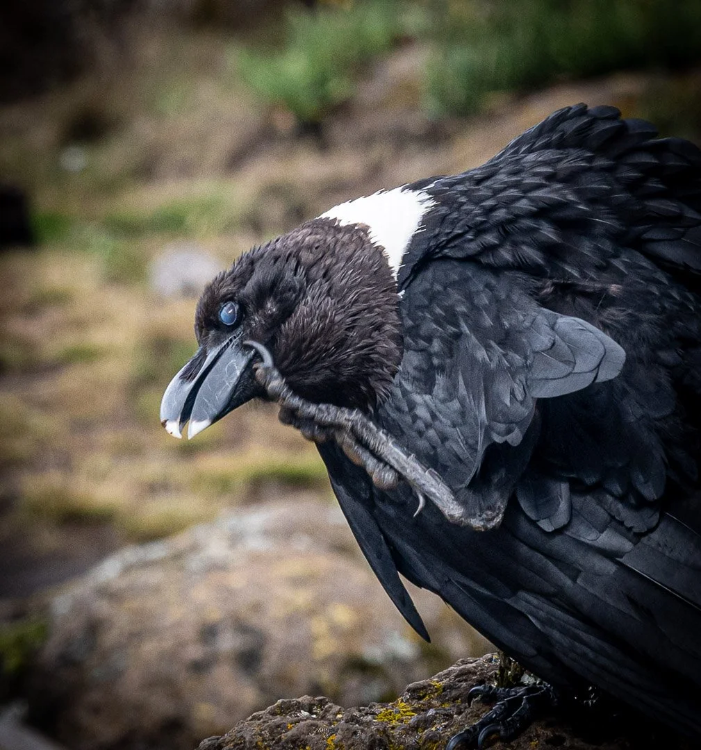 WS Mt Kilimanjaro 26-6875.jpg