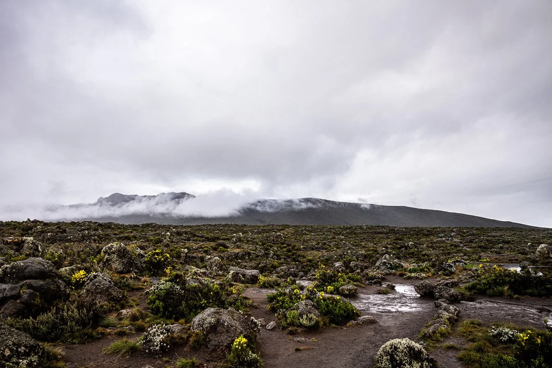 WS Mt Kilimanjaro 26-6993.jpg